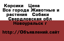 Корсики › Цена ­ 15 000 - Все города Животные и растения » Собаки   . Свердловская обл.,Новоуральск г.